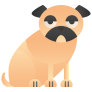 cão pug